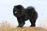 CHOW CHOW 287